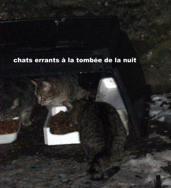Distribution de nourriture chats errants